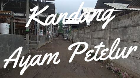 Check spelling or type a new query. Tentang Kandang Ayam Petelur | Unggas Indonesia - YouTube