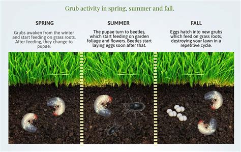 How To Kill Active Grubs In Your Lawn Turf Badger Blogpest Control
