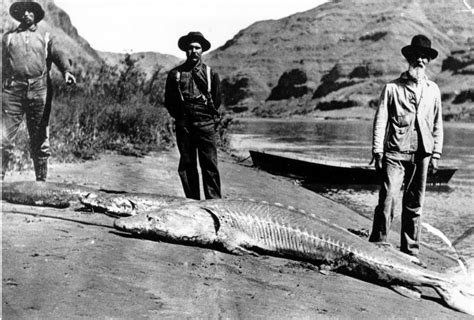 Dreamstime is the world`s largest. Conserving Snake River sturgeon: Introduction (part 1 of 7 ...