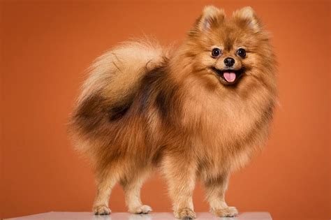 Tiny Pomeranian How Much Do These Adorable Fluffy Ball Cost