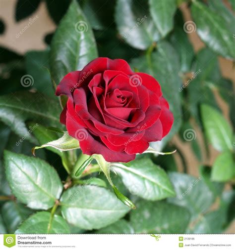 Red Rose Stock Photo 49072314