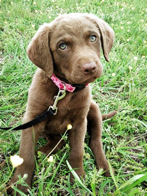 Find chesapeake bay retriever puppies and breeders in your area and helpful chesapeake bay retriever information. Our baby girl, Kimber! She's a Chesapeake Bay Retriever ...