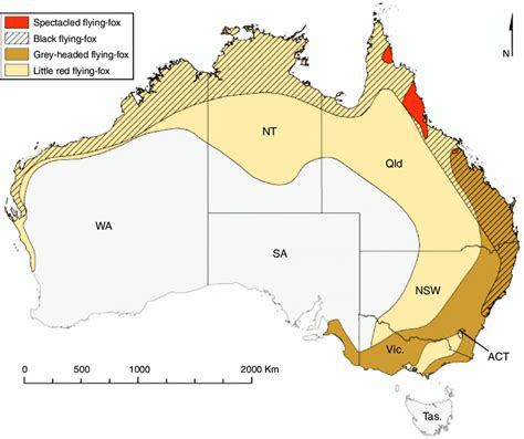 Distribution Of The Four Mainland Australian Flying Fox Species Map By