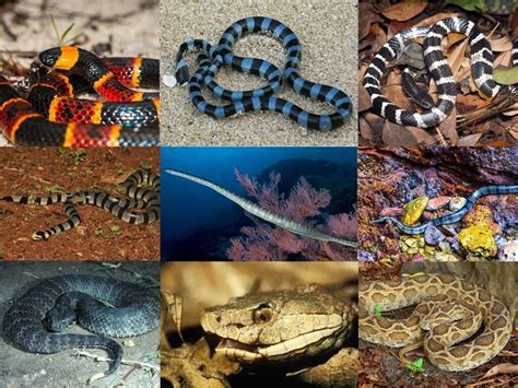 10 Of The Most Venomous Snake Species In The World Field And Stream