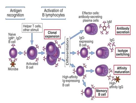 Humoral Immune Responses Flashcards Quizlet