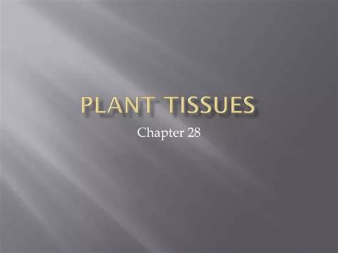 Ppt Plant Tissues Powerpoint Presentation Free Download Id3034160