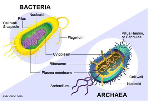 Archaea Vs Bacteria What Are The Similarities Differences And
