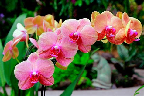 Discover Worlds Most Beautiful Orchid Gardens