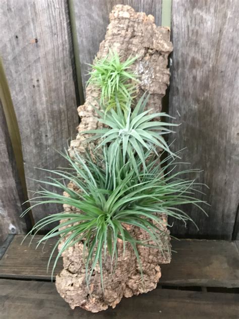 Planting succulents trees to plant unusual plants succulents air plant terrarium plants planting flowers air plants cool plants. Air Plant Wall Decor in Weaverville, NC | Brown's Floral ...