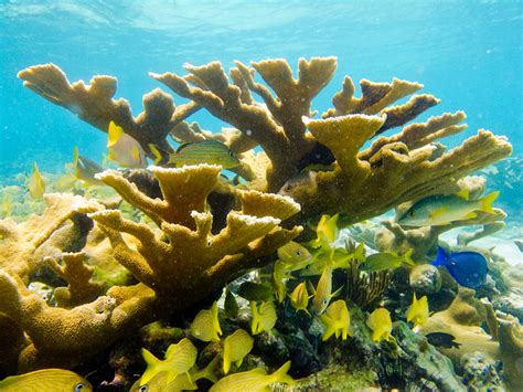 Rare Exploration Of Cubas Reefs Reveals Good News For Florida