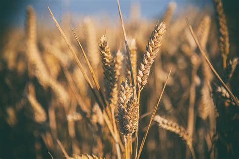 Brown Rice Plant Focus Photo Hd Wallpaper Wallpaper Flare