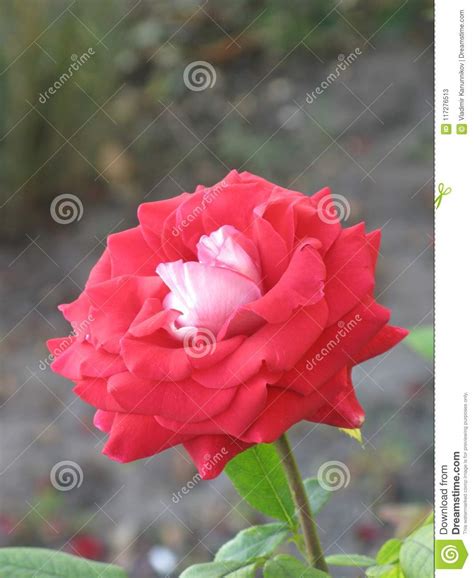 Small Red Rose Stock Image Image Of Little Shot Flowerbed 117276513