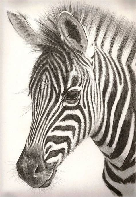Zebra Drawing Skill