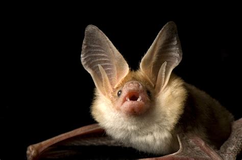 Pallid Bat National Geographic Education Blog
