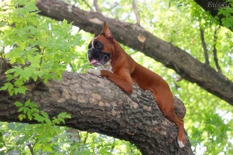 Dogs In Trees List