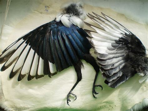 Just a little video showing where to find the magpies wing and it's log. magpie wing - Google zoeken | Magpie, Trees to plant, Wings