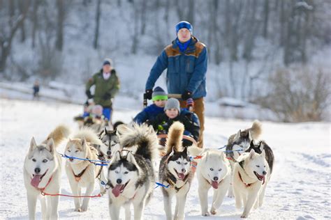 Are Huskies Used As Sled Dogs