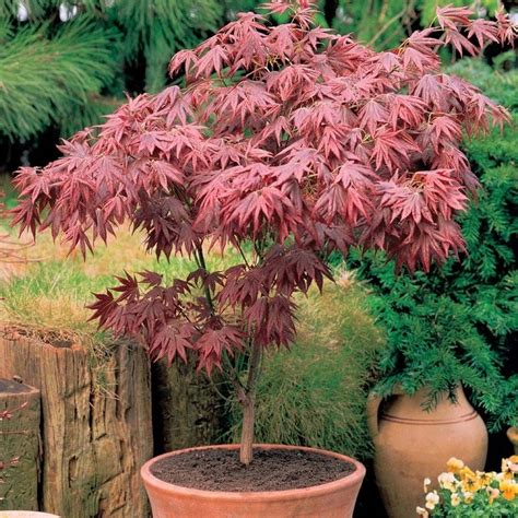 Acer Palmatum Atropurpureum Horticulture Dumont