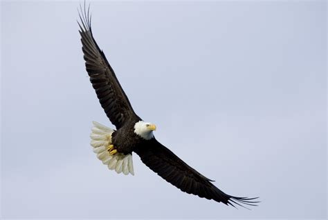 Desktop hd eagle flying picture