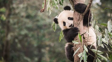 Panda's habitat 'shrinking and becoming more fragmented' - BBC News