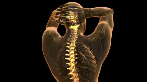 172 of the 206 human bones are part of a pair, including all 126 bones of the appendicular skeleton and. backbone. backache. science anatomy scan of human spine ...