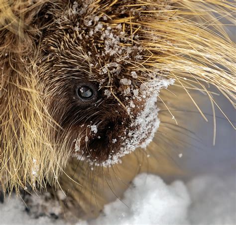 Porcupine Snow Face Photograph By Downing Photography Fine Art America