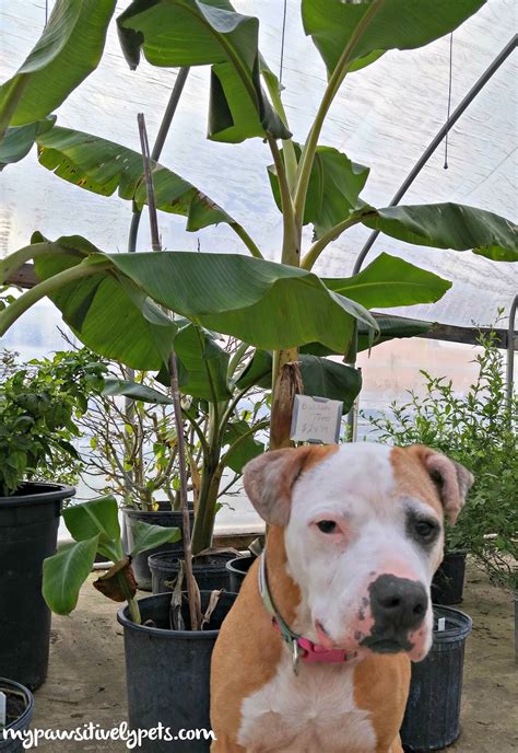 Here's the scoop on our favorite pet friendly hotels, dog friendly activities, and restaurants that allow dogs in evergreen. What to Plant For a Dog-Friendly Garden | Pawsitively Pets