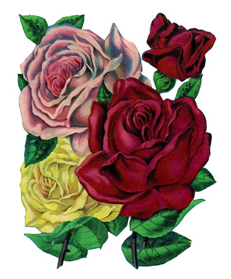 Garden Roses Clip Art Library