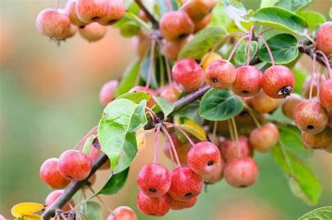 Small Red Berries Hanging From A Tree With Green Leaves