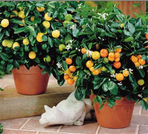 Bartlett pear trees are the most common pear in the world, accounting for about 3/4 of the worlds production or acreage. Citrus fruit cocktail tree. branches of lemon, lime orange ...