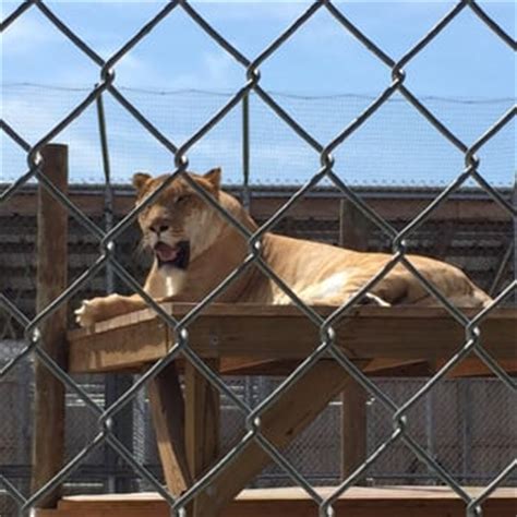 Big cat habitat gets you close to exotic animals! Big Cat Habitat & Gulf Coast Sanctuary - 133 Photos & 72 ...