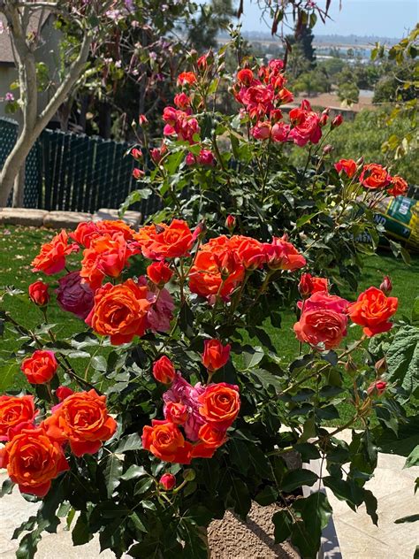 My “disneyland” Roses Are In Full Bloom This Year Gardening