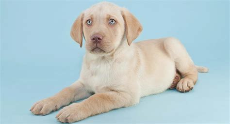 Yellow Lab Your Guide To The Yellow Labrador Retriever