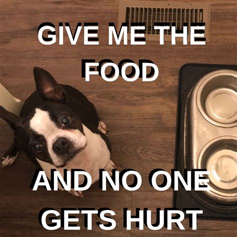 If You Are Looking For Some Funny Boston Terrier Memes Here Are Several