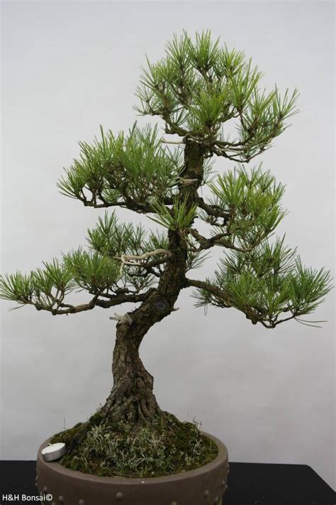 However for some species these techniques are not options and japanese black pine is one such species. Bonsai Japanese Black Pine, Pinus thunbergii, no. 6431 ...