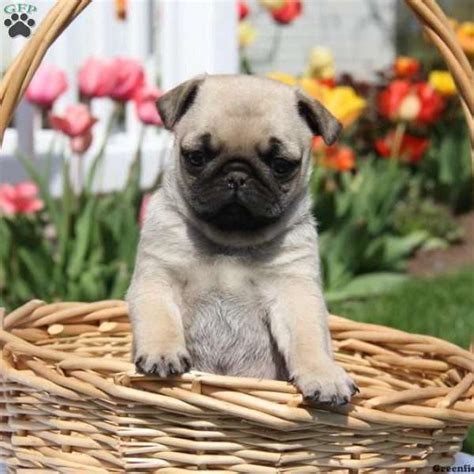 We did not find results for: Pugs for sale near me, SHIKAKUTORU.INFO