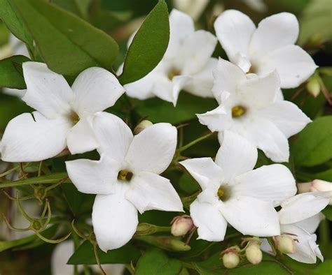 Cheap Jasmine Plant For Sale Find Jasmine Plant For Sale Deals On Line
