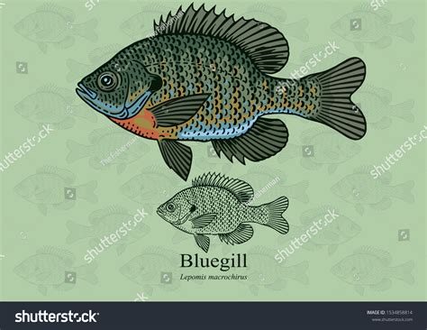 Bluegill Sunfish Vector Illustration Refined Details Stock Vector