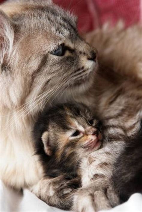 20 photos de mamans chats avec leur chaton qui sont un bonheur à regarder animaaaaals