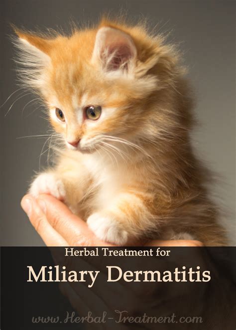 Digital dermatitis is the most common disease of the feet of mature dairy cattle and is endemic in intensively managed dairy operations worldwide. Miliary Dermatitis in Cats - Caraf Avnayt's Herbal Treatments