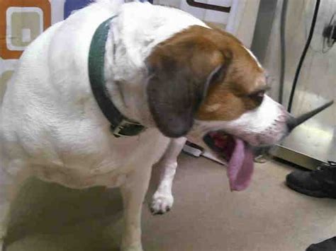 We are a family owned and operated full line pet store. #FLORIDA #URGENT: Orange County Animal Shelter, now ...