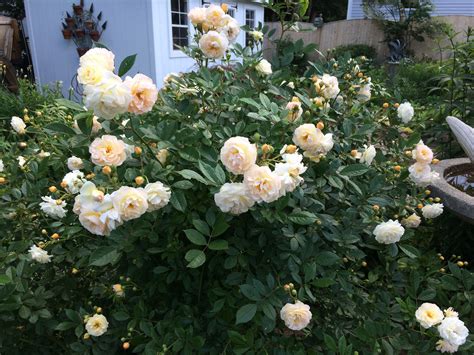 In Named Rose In My Coastal Maine Garden Prolific Bloomer All Summer