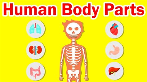 Body Parts Human Body Parts Human Body Parts Name With Picture