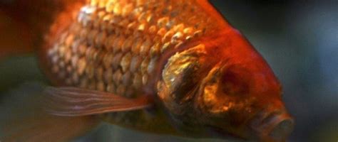 Why Can T I Have A Koi And Goldfish Together Quora