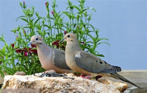 Mourning Dove Facts Anatomy Diet Habitat Behavior Animals Time