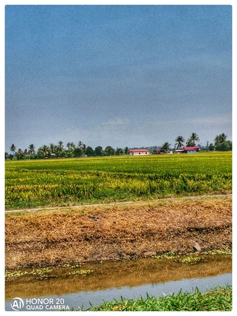 Anak cina pasang lukah lukah dipasang di tanjung jati di dalam hati tidak ku lupa sebagai rambut bersimpul mati. Tertunailah Hasrat Di Hati: PADI MENGUNING DI SUNGAI BESAR ...