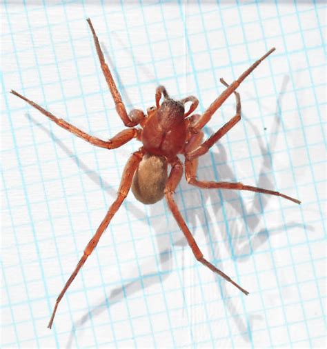 Large Brown Spider Found In House Titiotus Bugguidenet
