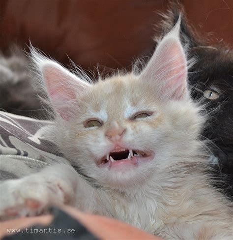 roliga bilder på era katter - 07 - Bildtrådar & Videoklipp - Katter iFokus