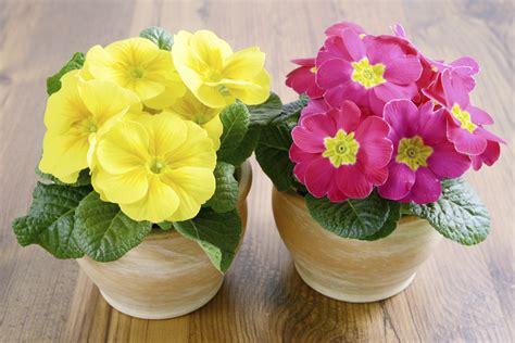 Plant Care Guide How To Grow And Care For A Primrose Plant Gardenerdy