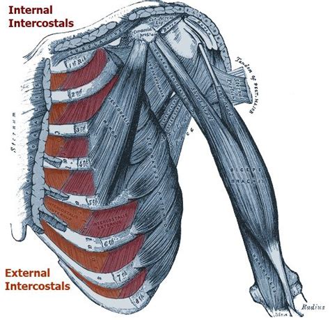 Muscle Anatomy Of Ribs : Ribs at University of Cincinnati - StudyBlue